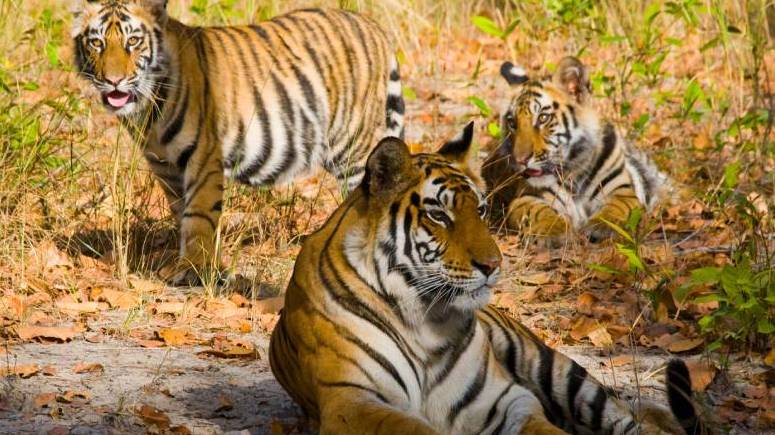 golden-triangle-with-ranthambore-t